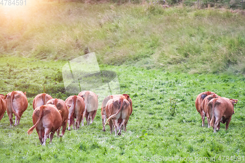 Image of cow in the green grass