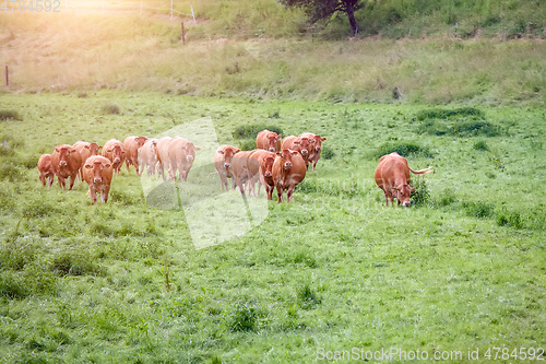 Image of cow in the green grass