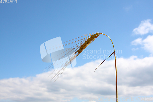 Image of wheat and the blue sky background