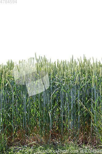 Image of typical wheat field background