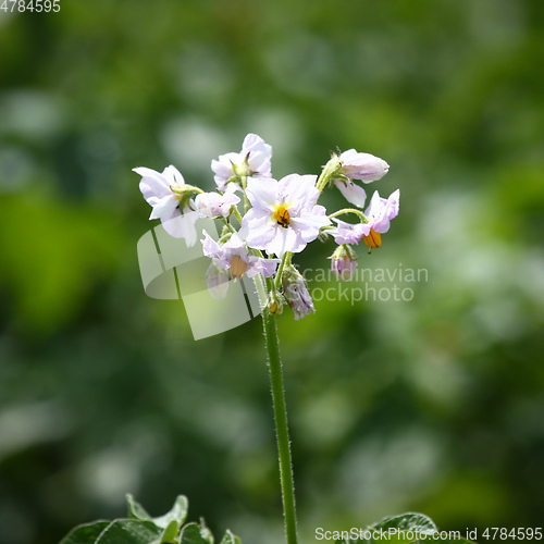Image of potato blossom