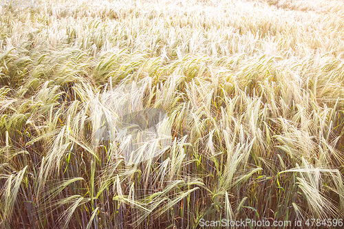 Image of typical wheat field background