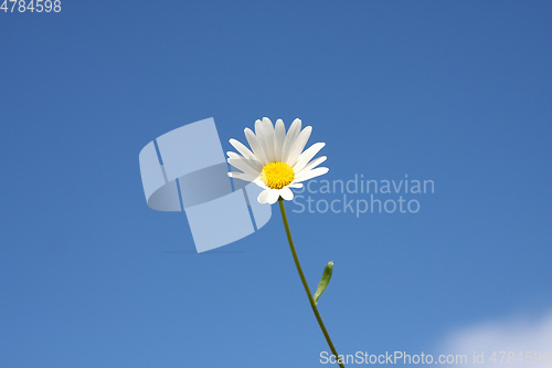 Image of marguerite flower and the blue sky background