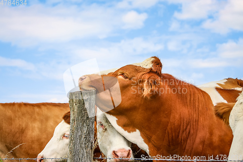 Image of cow rests her head on a post