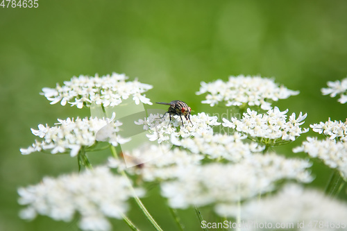 Image of beautiful Apiaceae flower outdoors