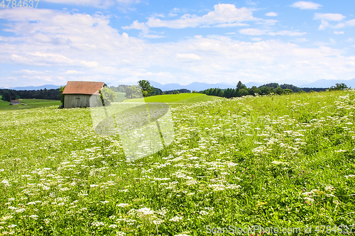 Image of beautiful Apiaceae flower landscape