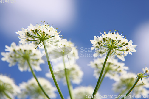 Image of beautiful Apiaceae flower outdoors