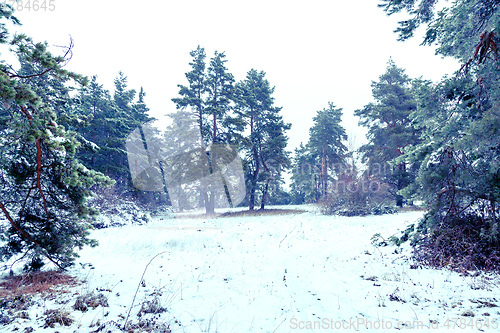 Image of winter landscape scenery with a pine tree