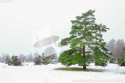 Image of winter landscape scenery with a pine tree