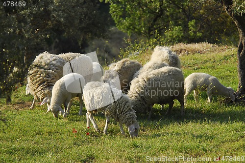 Image of Sheep