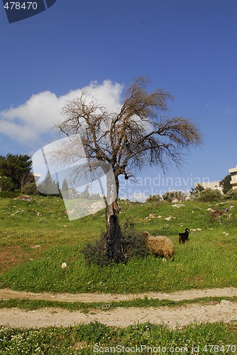Image of Olive tree