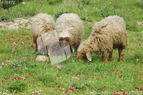 Image of Sheep