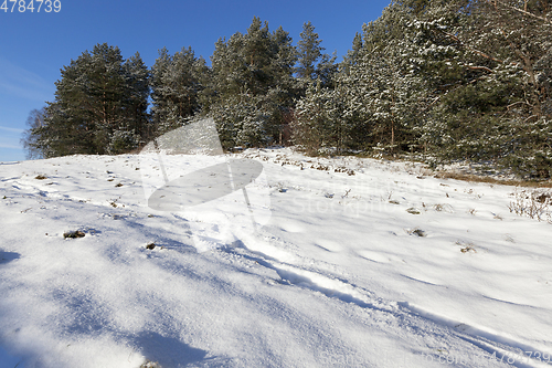 Image of Forest in winter