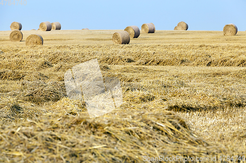 Image of Harvesting of mature cereals