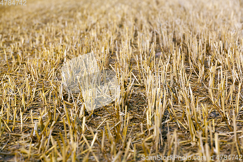 Image of Golden wheat field