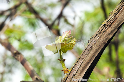 Image of Young leaves of grapes