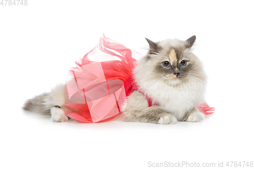 Image of beautiful birma cat in pink dress