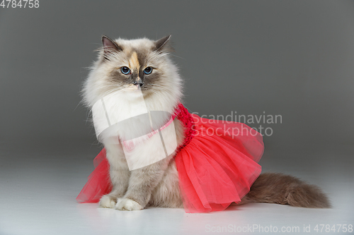 Image of beautiful birma cat in pink dress