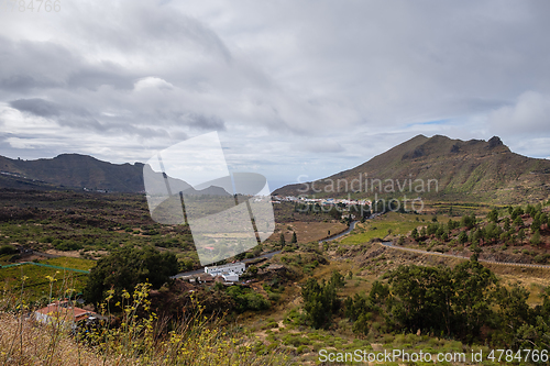 Image of cactus plants on tenerife island