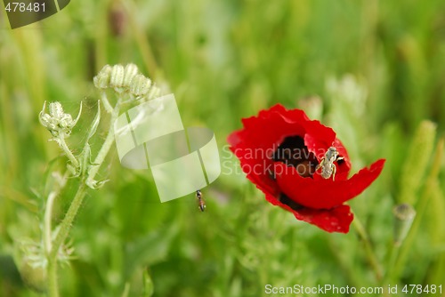 Image of Opium poppy