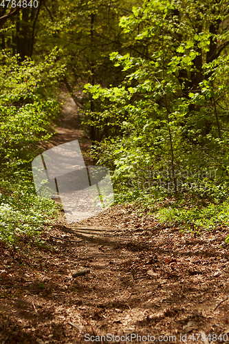 Image of Forest landscape. Path in the forest. Background. Shallow dof.
