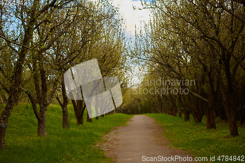 Image of Forest Path on a Sunny Spring Day