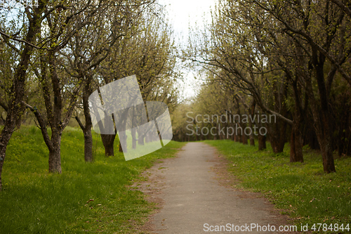 Image of Forest Path on a Sunny Spring Day