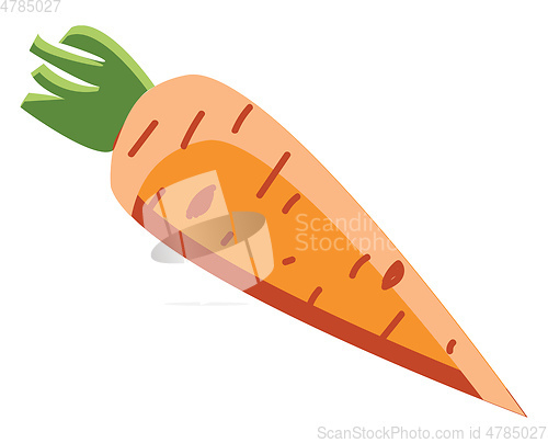 Image of An orange carrot with green stem ready for the consumption vecto