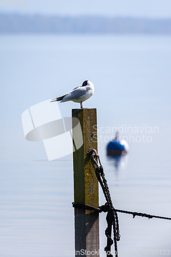 Image of seagull at the lake Starnberg