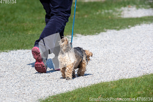 Image of walk with the dog friend