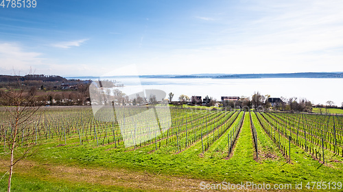 Image of winter scenery vineyard at Lake Constance Germany