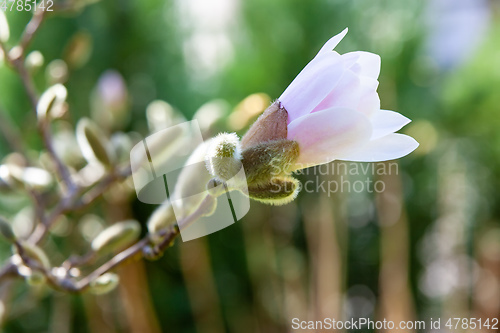 Image of magnolia blossoms tree