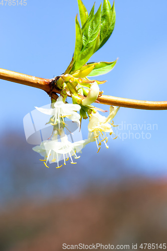 Image of branch with white blossom