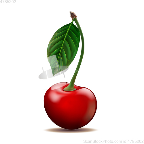 Image of Ripe red Cherry isolated on white background.