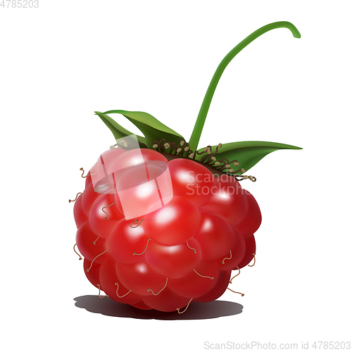 Image of Raspberry. Sweet fruit. 3d realistic vector icon