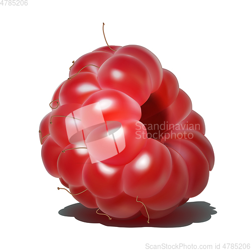 Image of Raspberry. Sweet fruit. 3d realistic vector icon