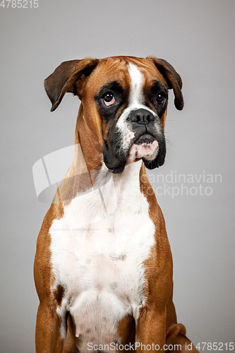 Image of german boxer