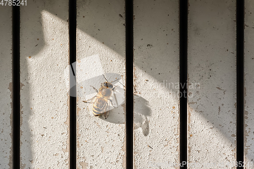 Image of lonely bee