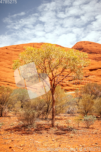 Image of tree of the Australia outback