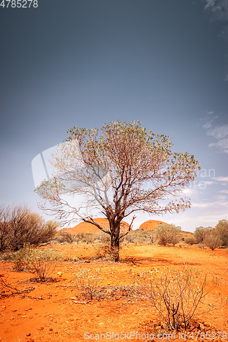 Image of tree of the Australia outback