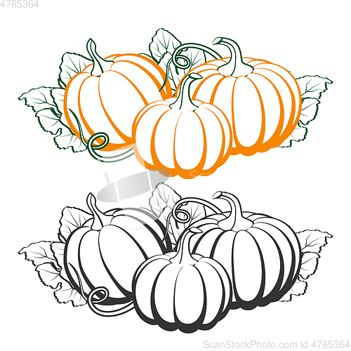 Image of Pumpkins with leaves, silhouette on white background.