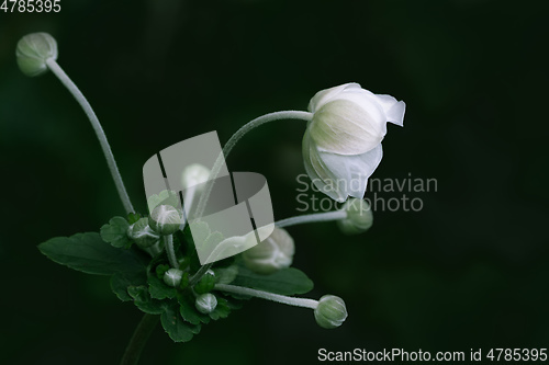 Image of Anemone hupehensis white flower