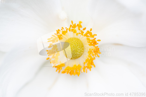 Image of Anemone hupehensis white flower
