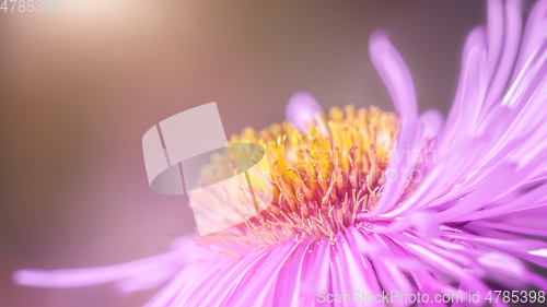 Image of pink Aster detail macro