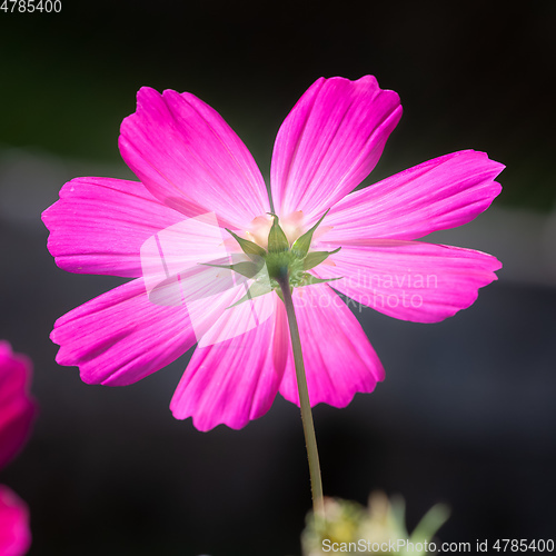 Image of beautiful pink Cosmos bipinnatus flower