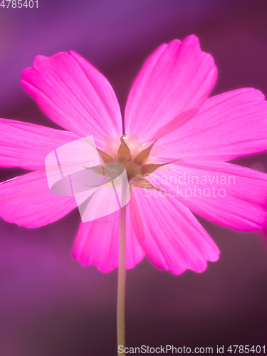 Image of beautiful pink Cosmos bipinnatus flower