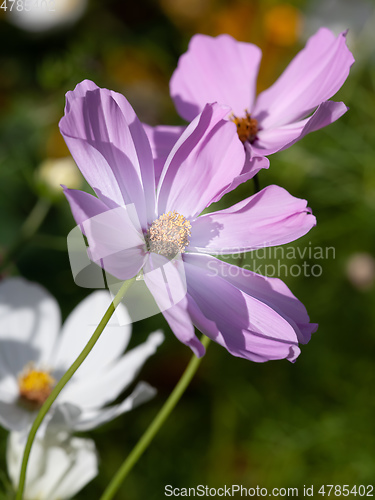 Image of beautiful pink Cosmos bipinnatus flower