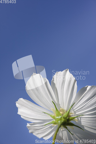 Image of beautiful white Cosmos bipinnatus flower