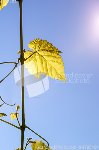 Image of wine leaf