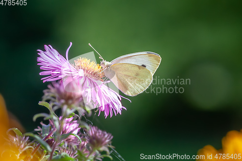 Image of white butterfly garden